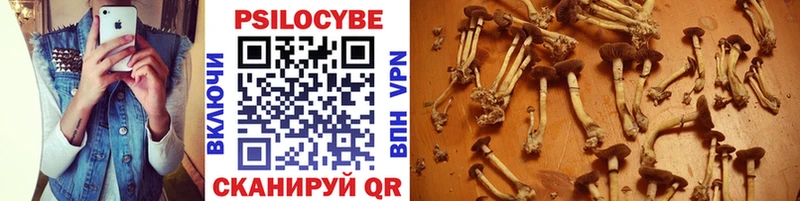 купить закладку  Хвалынск  Псилоцибиновые грибы мицелий 